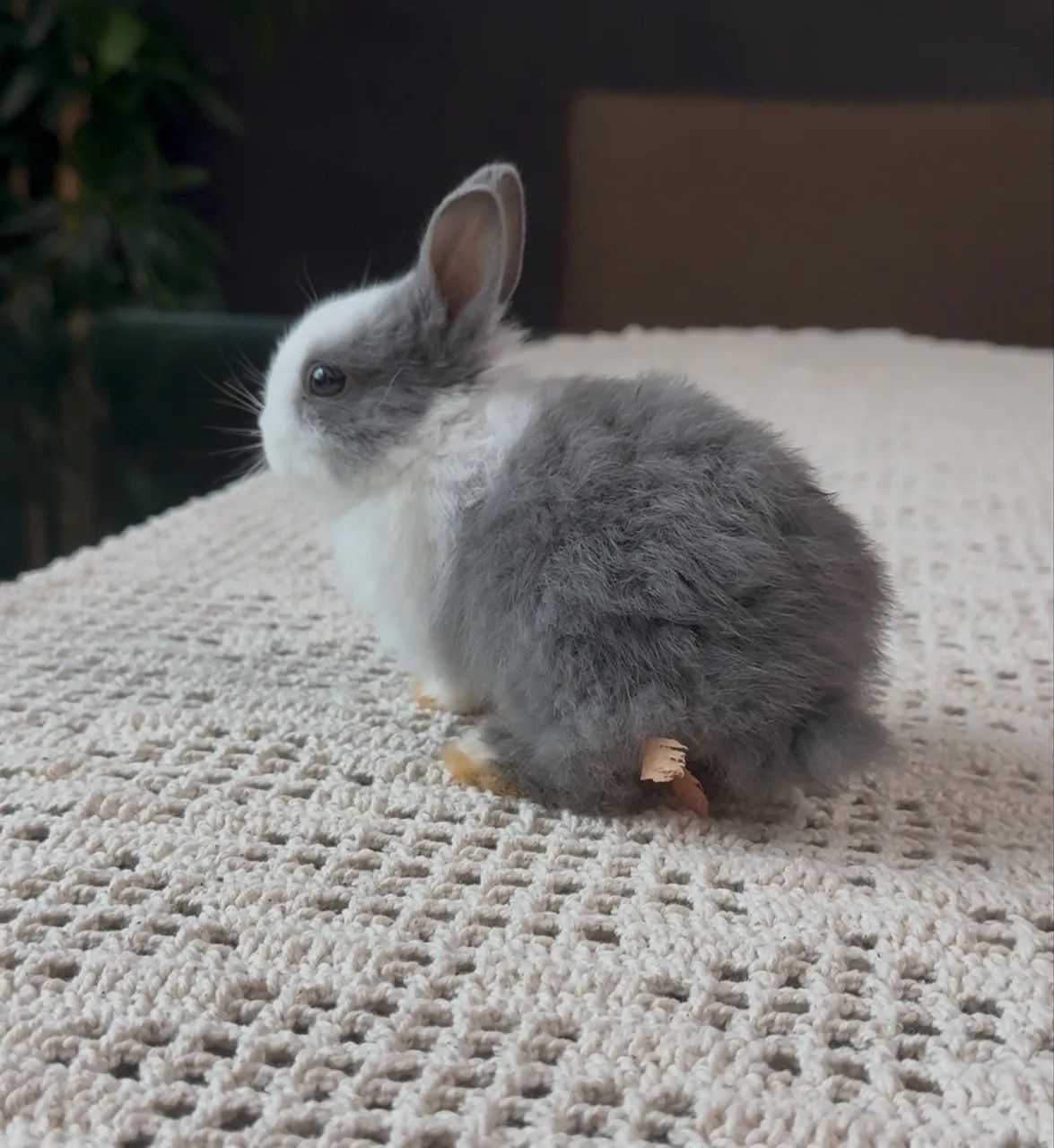 Coelho anão netherland dwarf - Foto 2