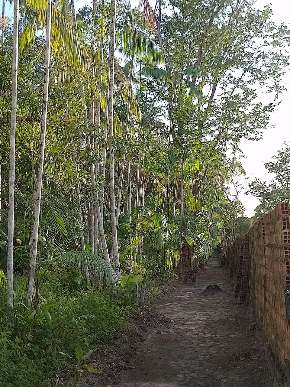 Excelente Terreno em Benfica  - Foto 3