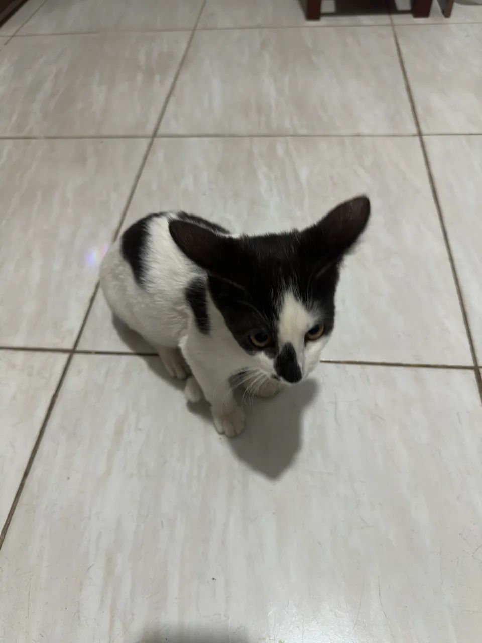 Doação 3 meses fêmea - Foto 5