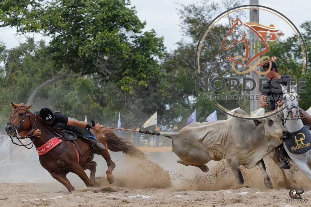 Cavalo Puro Pronto de Esquerda 
