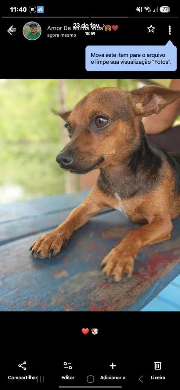 Disponível pinsher 1 - Foto 3