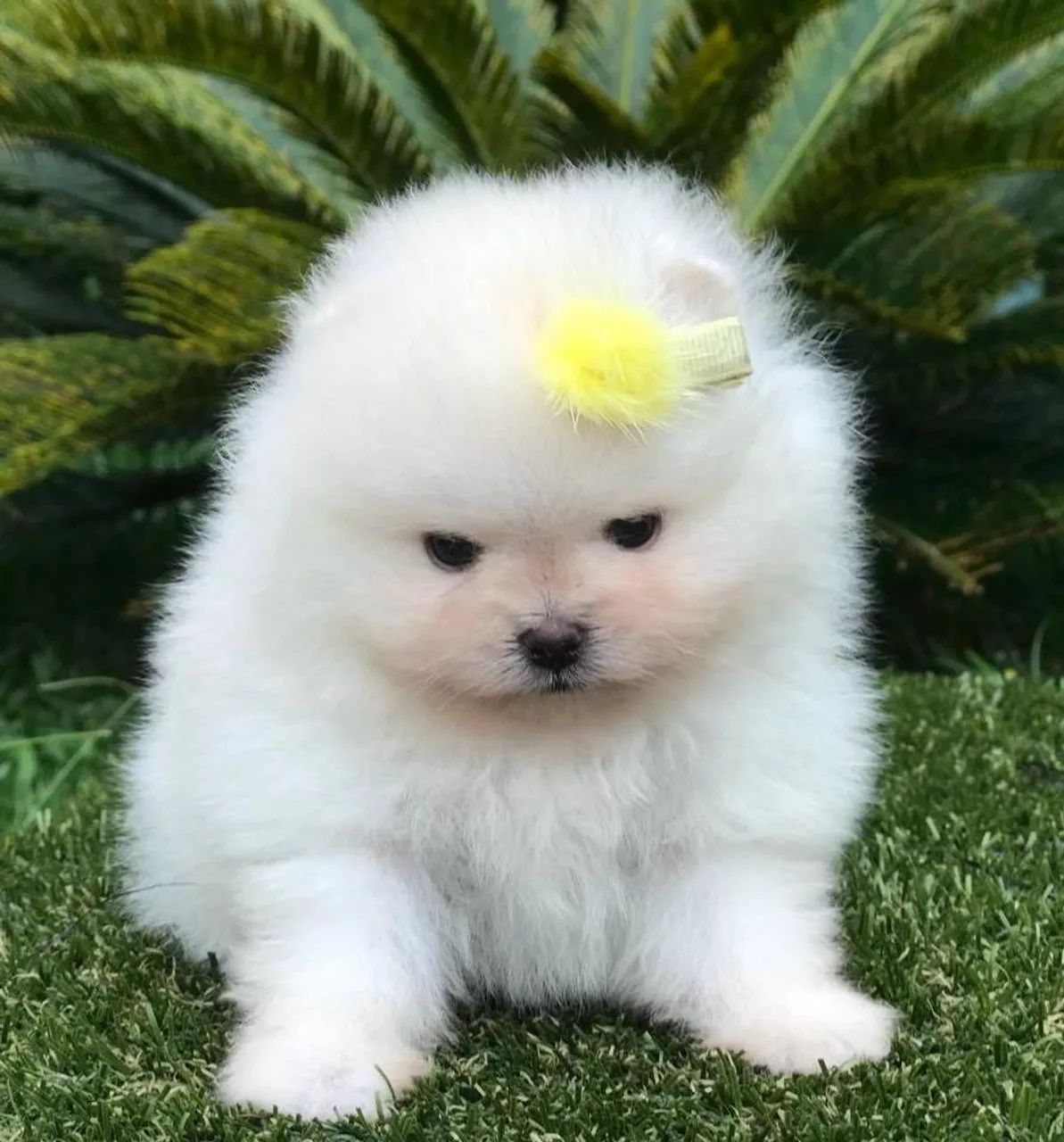 Spitz alemão  - Foto 3