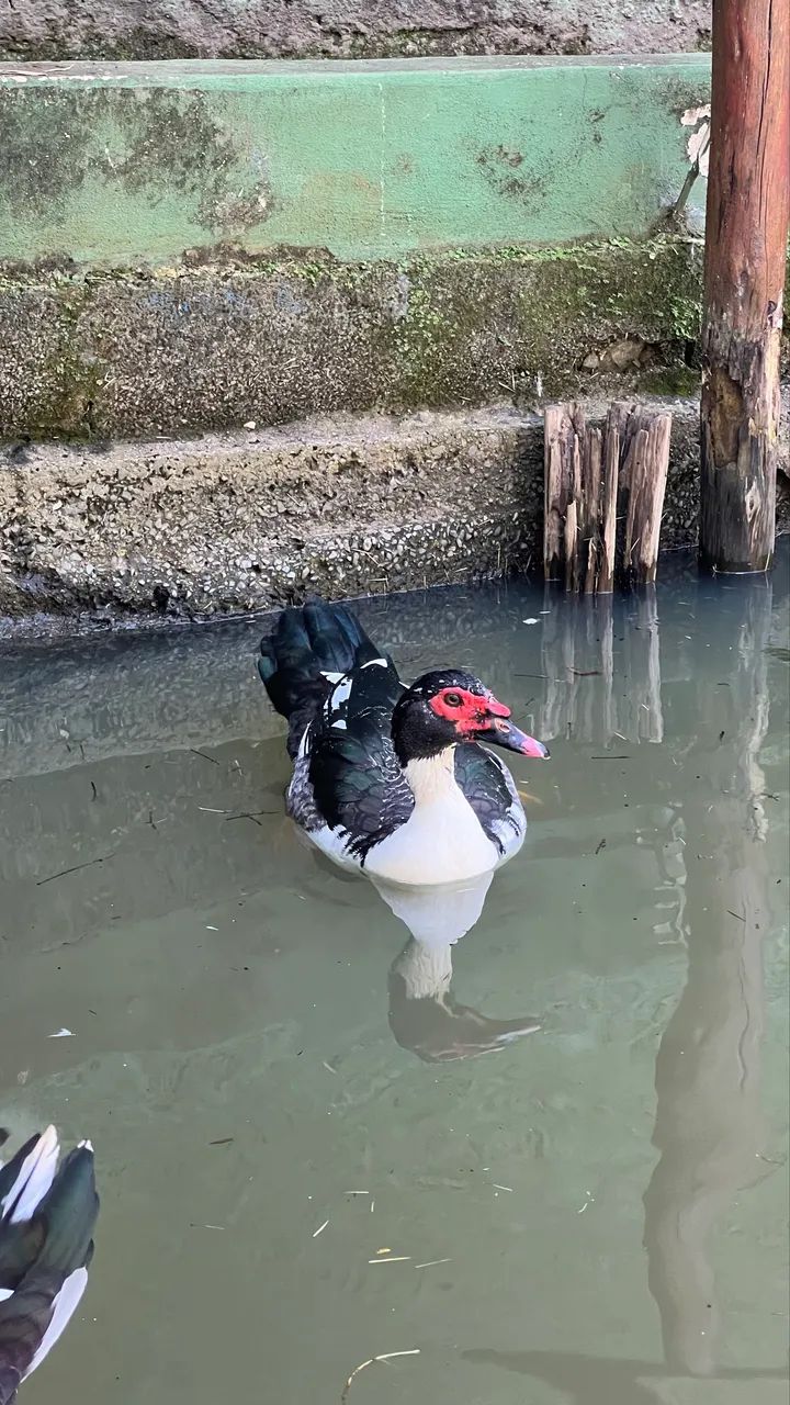 Patos para sítio e casa