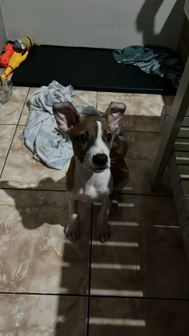 Filhote com 3 meses  - Foto 2