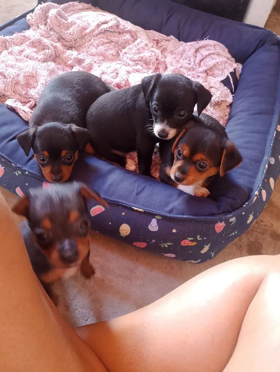 Pinscher tamanho 1 macho  - Foto 2