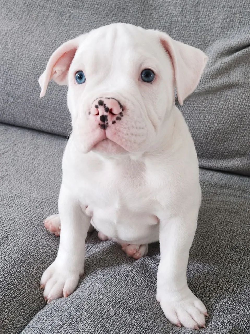 AMERICAN BULLY MACHO POCKET 
