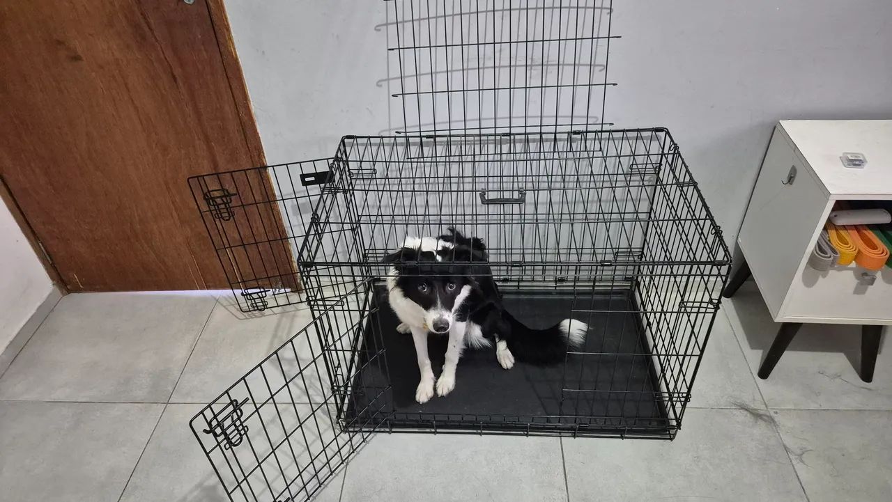 Caixa de cachorro médio porte NOVA - Foto 2