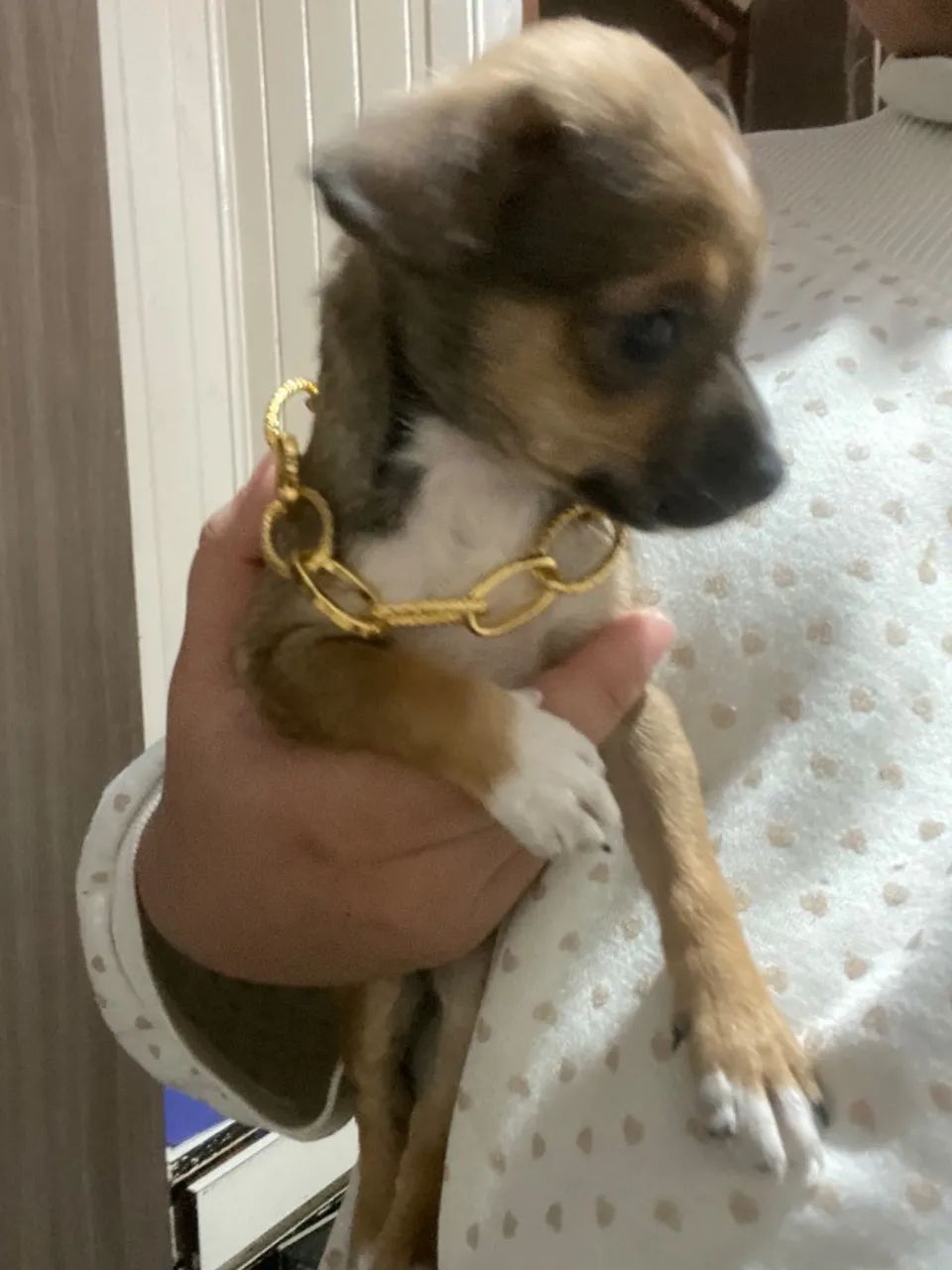 Cachorro  - Foto 4