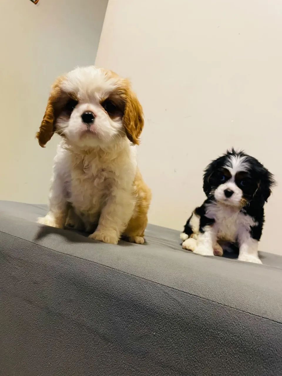 Cavalier fêmea e machinho 