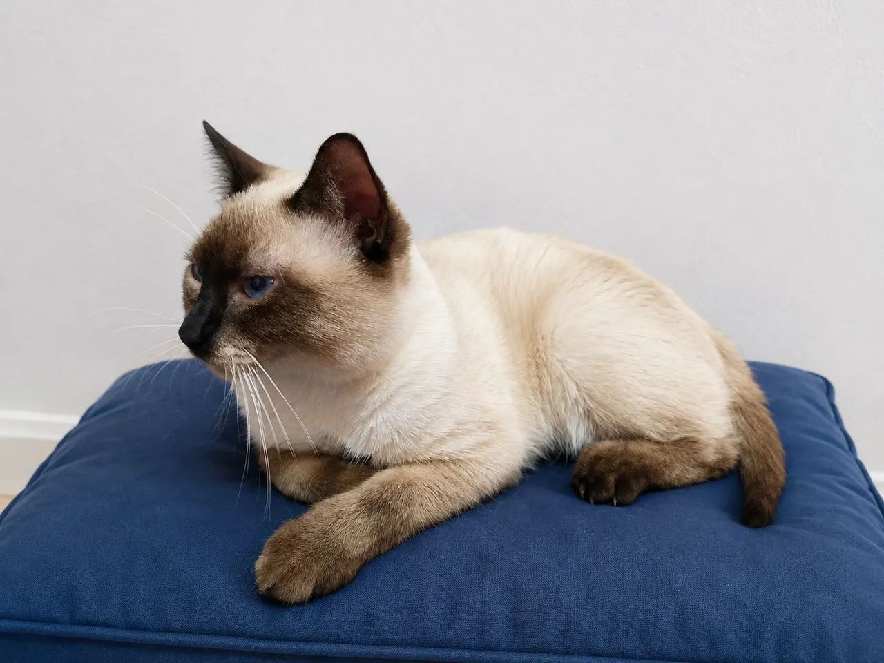 Doa-se gato.