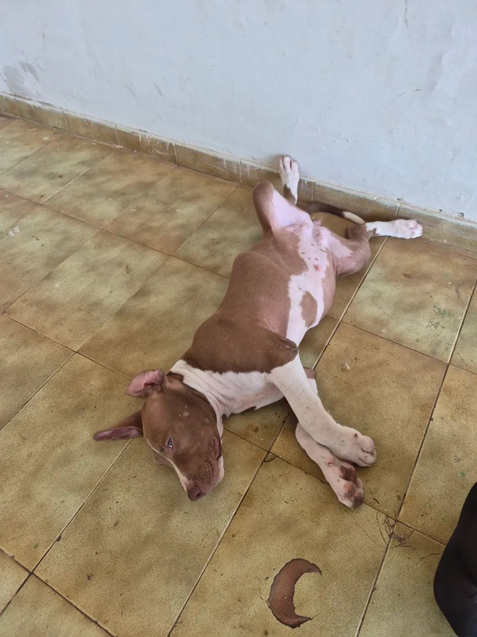 Pitbull