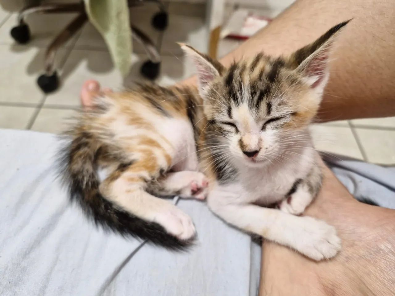 Gatinhos para adoção 