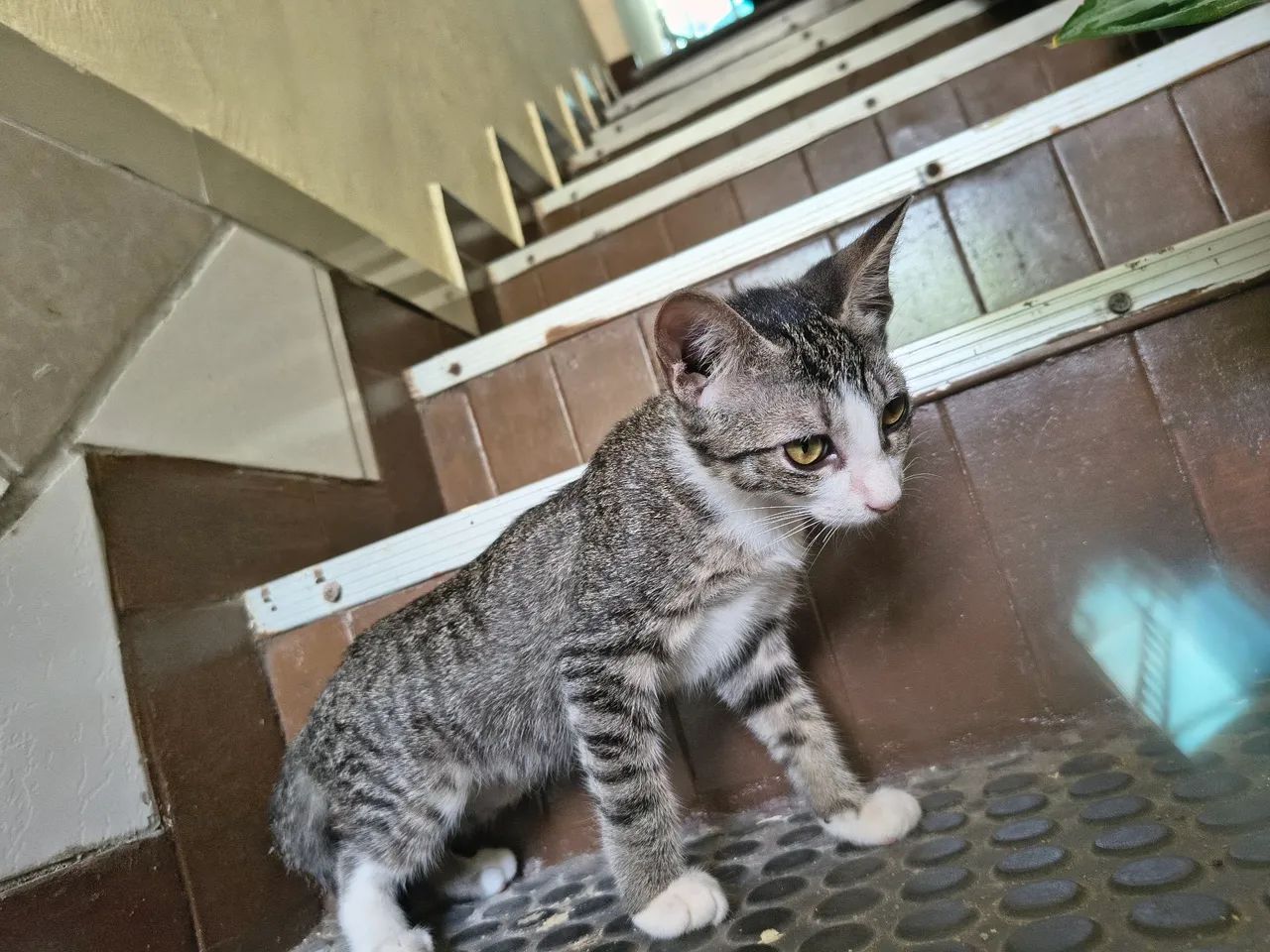 Adoção responsável - gatinha - Foto 5