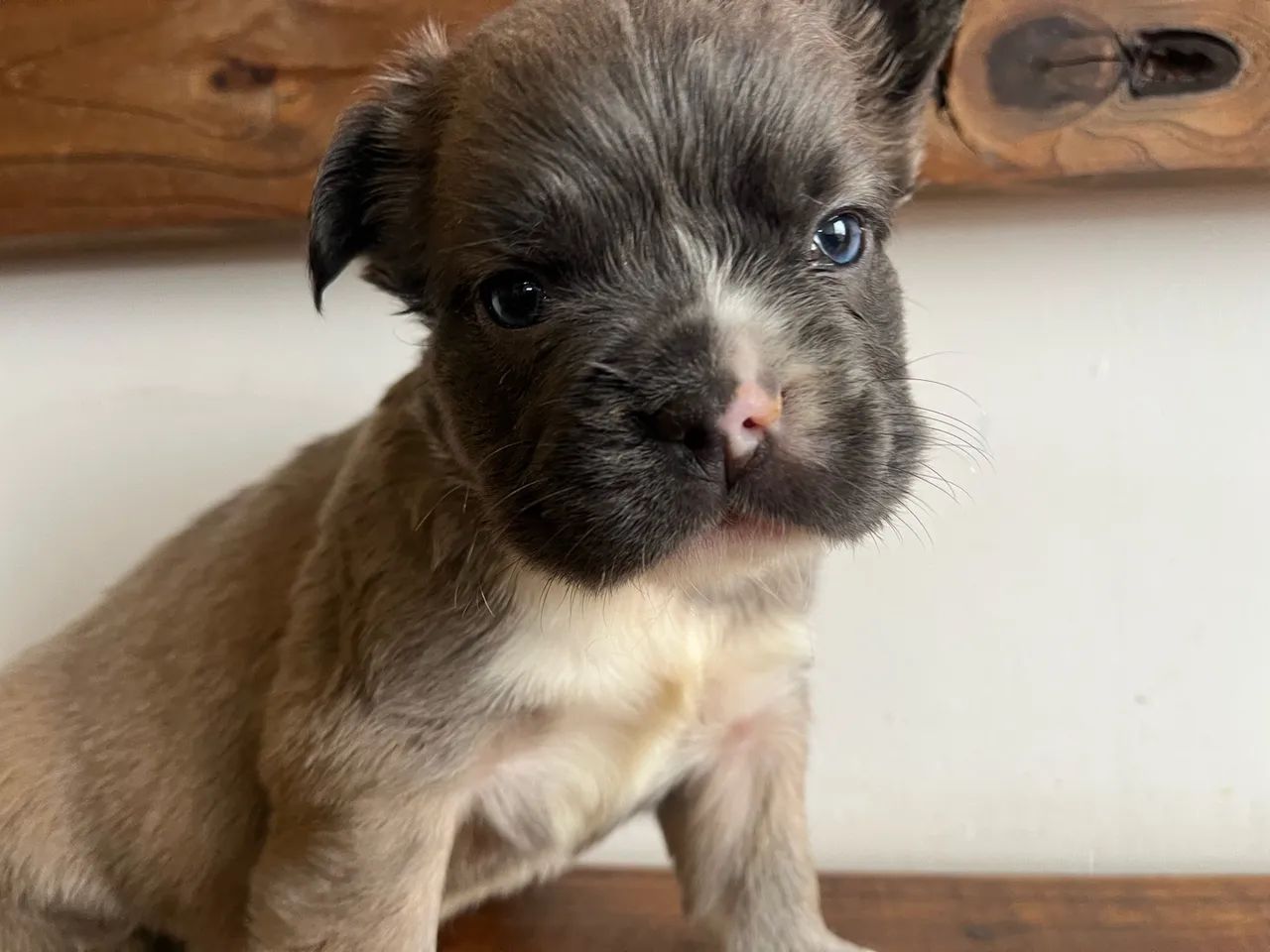 Bulldog francês  - Foto 3