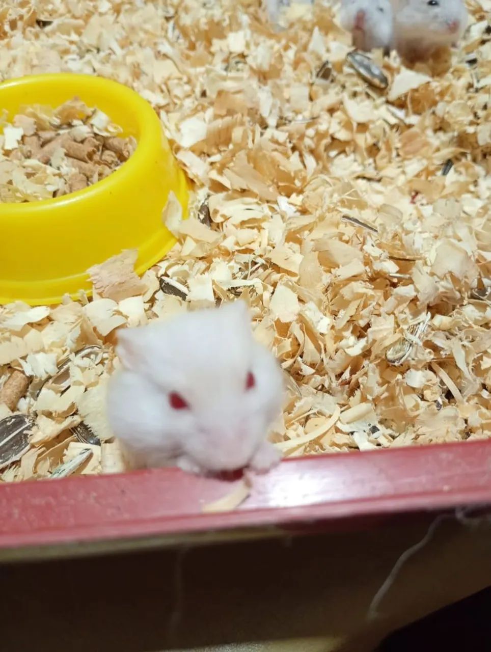 Filhotes Hamster anão russo  - Foto 4