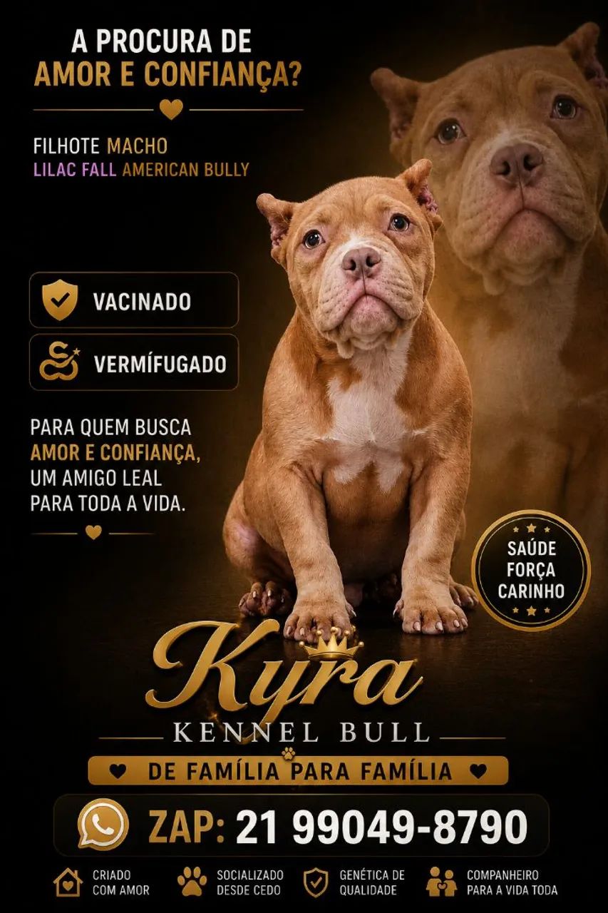 Filhote de American Bully  - Foto 3