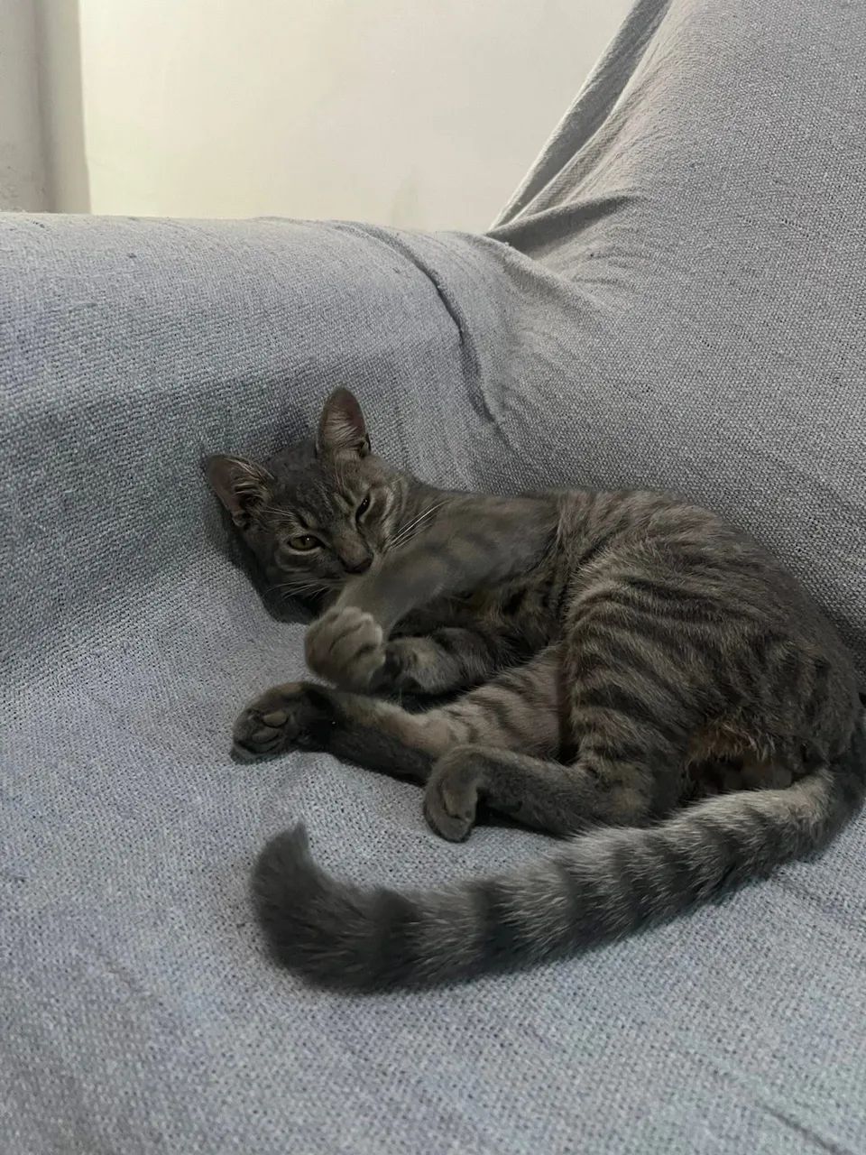 Doaçao de gatinho  - Foto 4