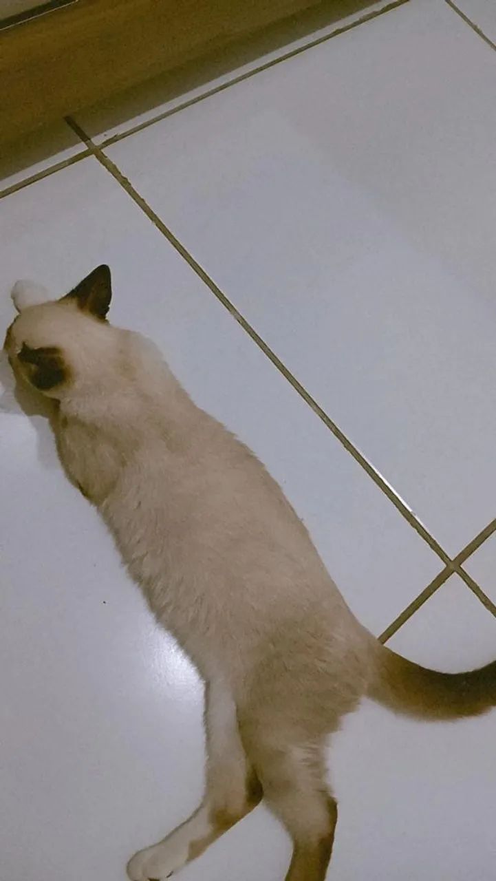 Doação responsável (gata castrada) - Foto 2