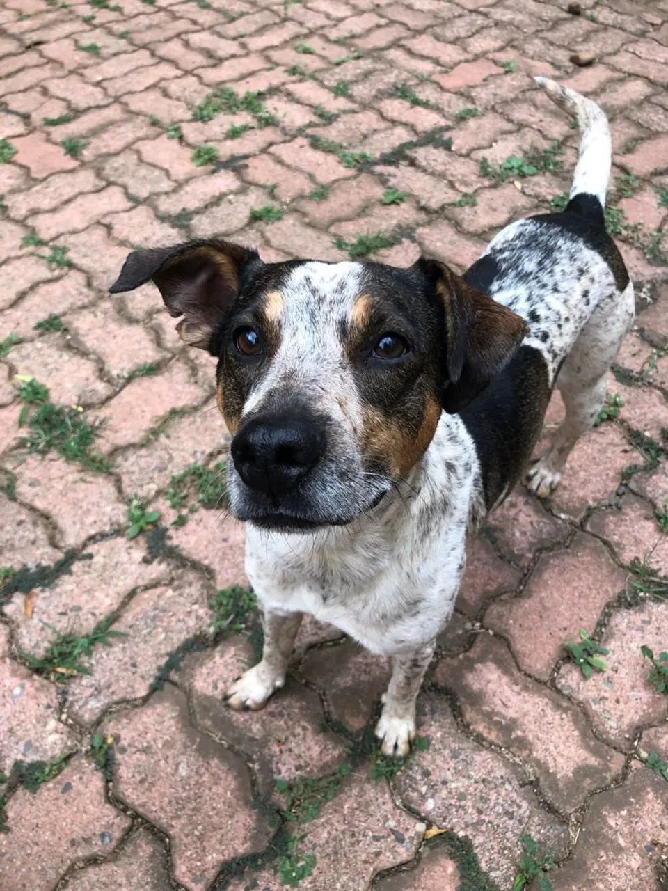 Táxi dog  - Foto 3