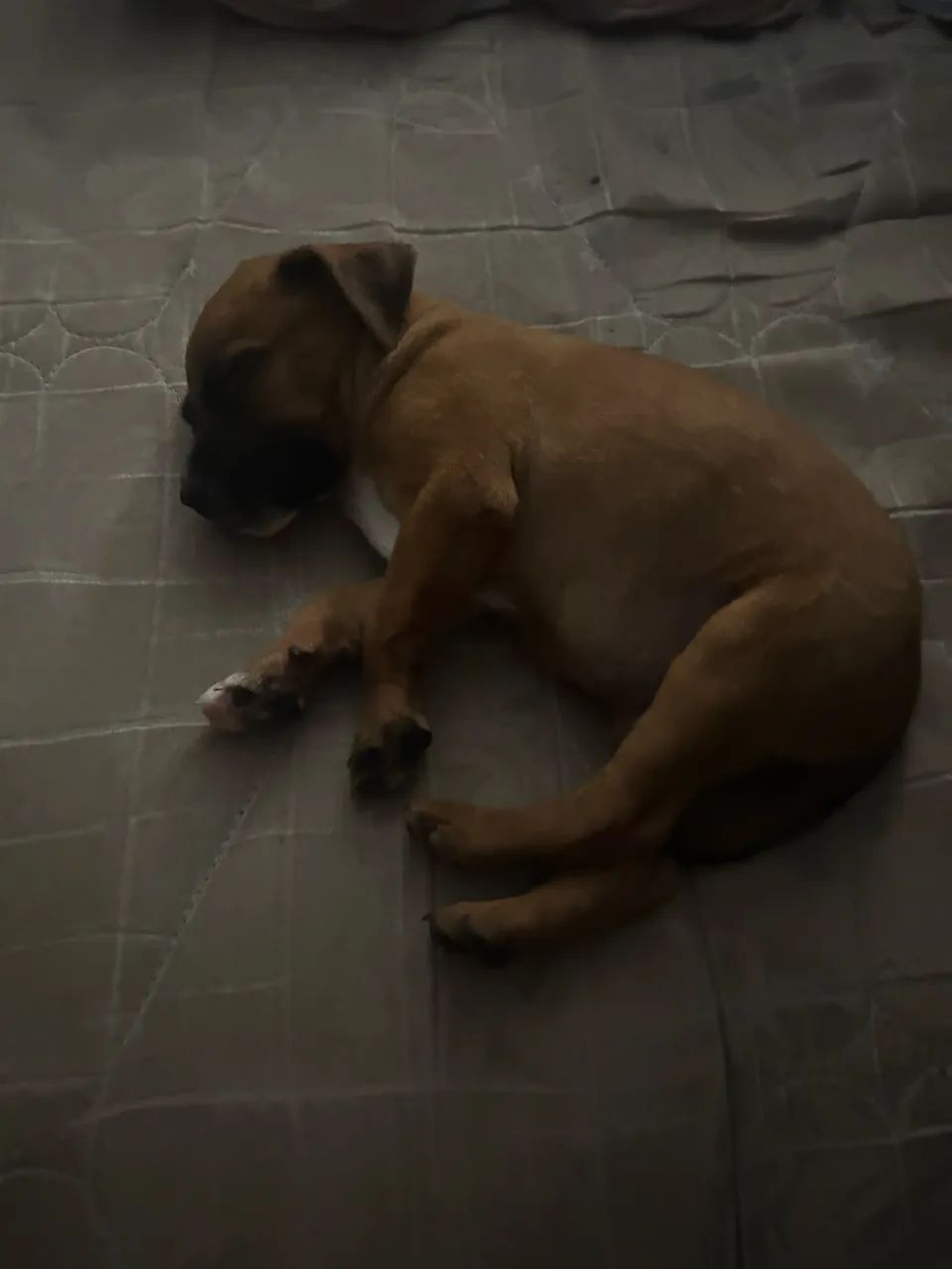 Cachorrinho - Foto 2