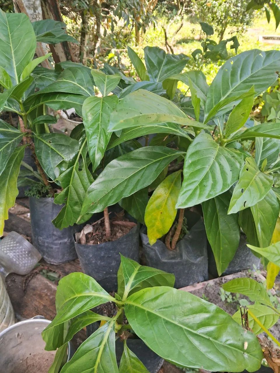 Muda de noni 