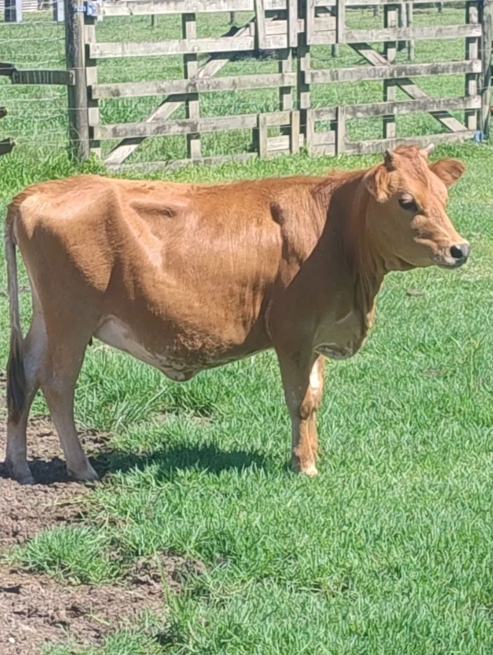 Mini vaca e mini touro  - Foto 2