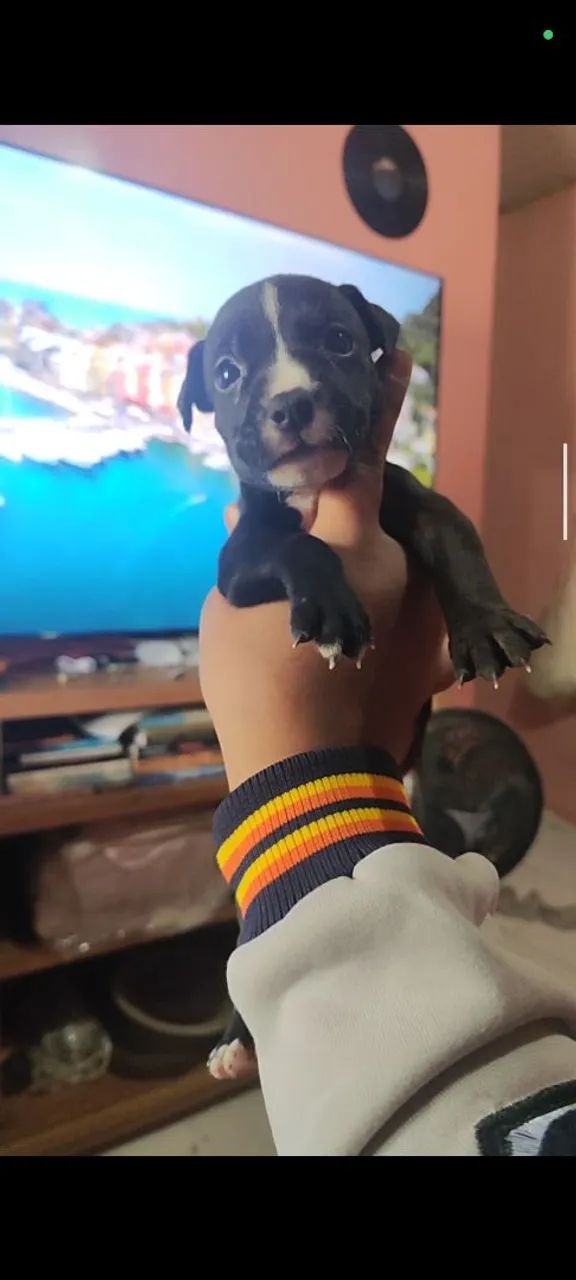 Filhote de Pitmonster no precinho  - Foto 3