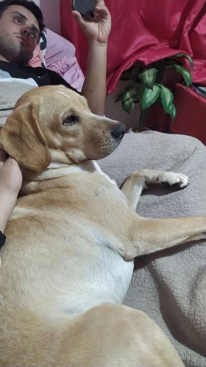 Dois cachorros  - Foto 4