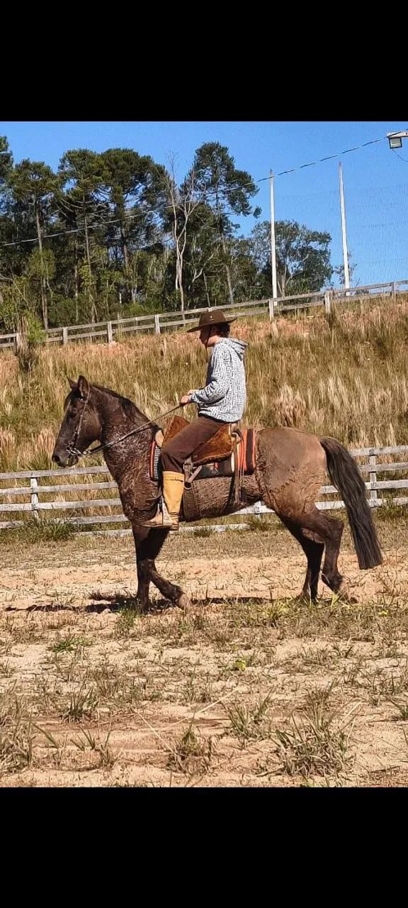 Criolo gira esbarra muito bem domado cavalo ligeiro  - Foto 3