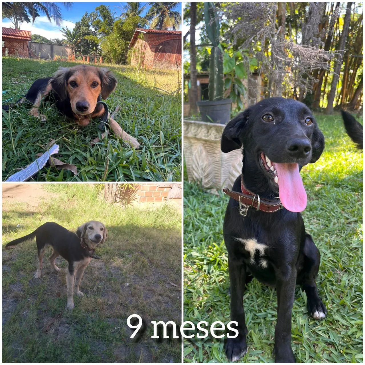 Doação de cachorros  - Foto 2