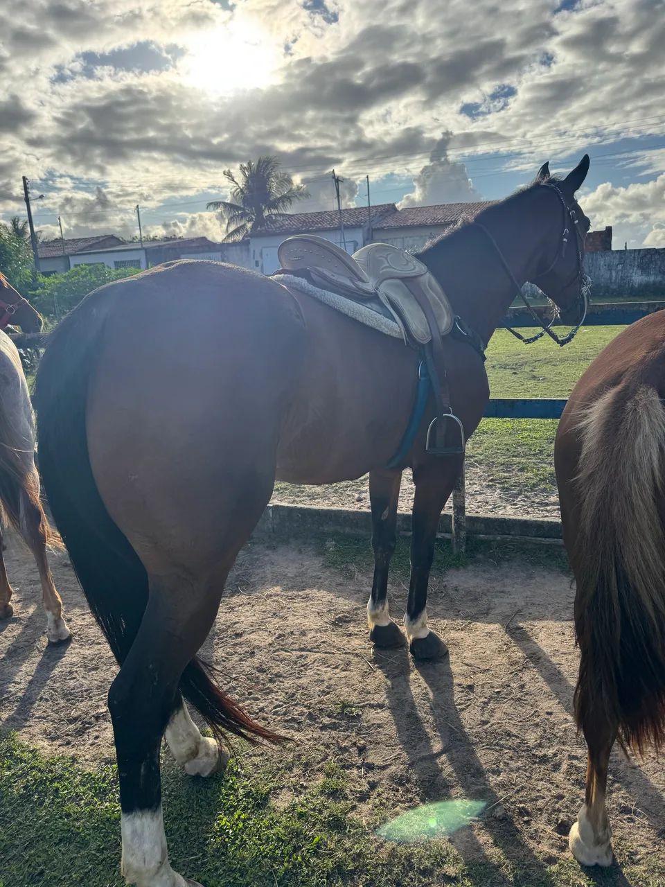 Cavalo quarto de milha de direita !!!! - Foto 2