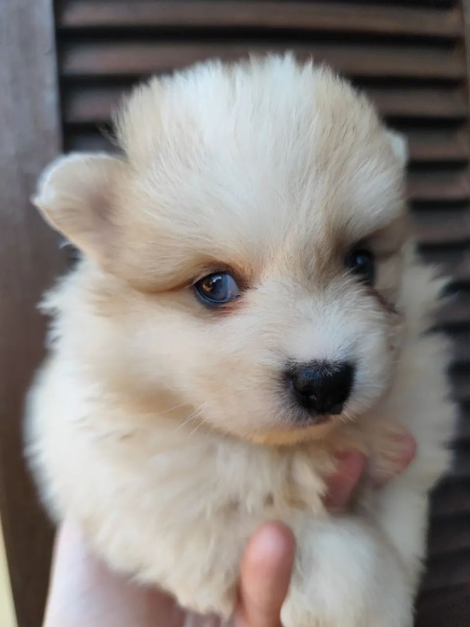 Spitz Alemão Merle de olhos azuis. - Foto 4