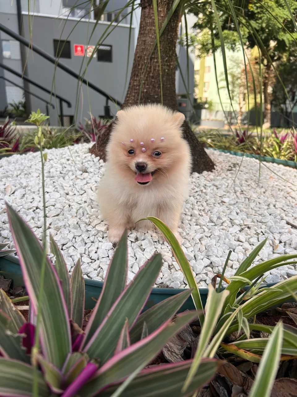 Filhotes Spitz Alemão anão com vacina importada e vermifugo  - Foto 4