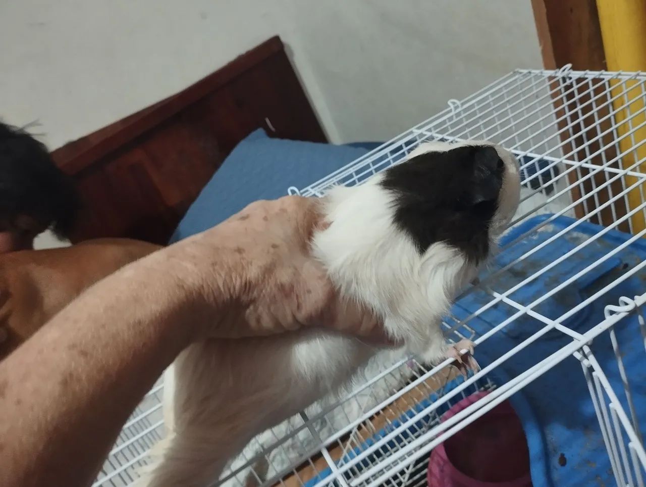 Vendo hamster com gaiola - Foto 2