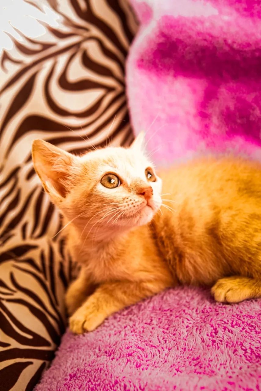 Gatos para adoção  - Foto 2