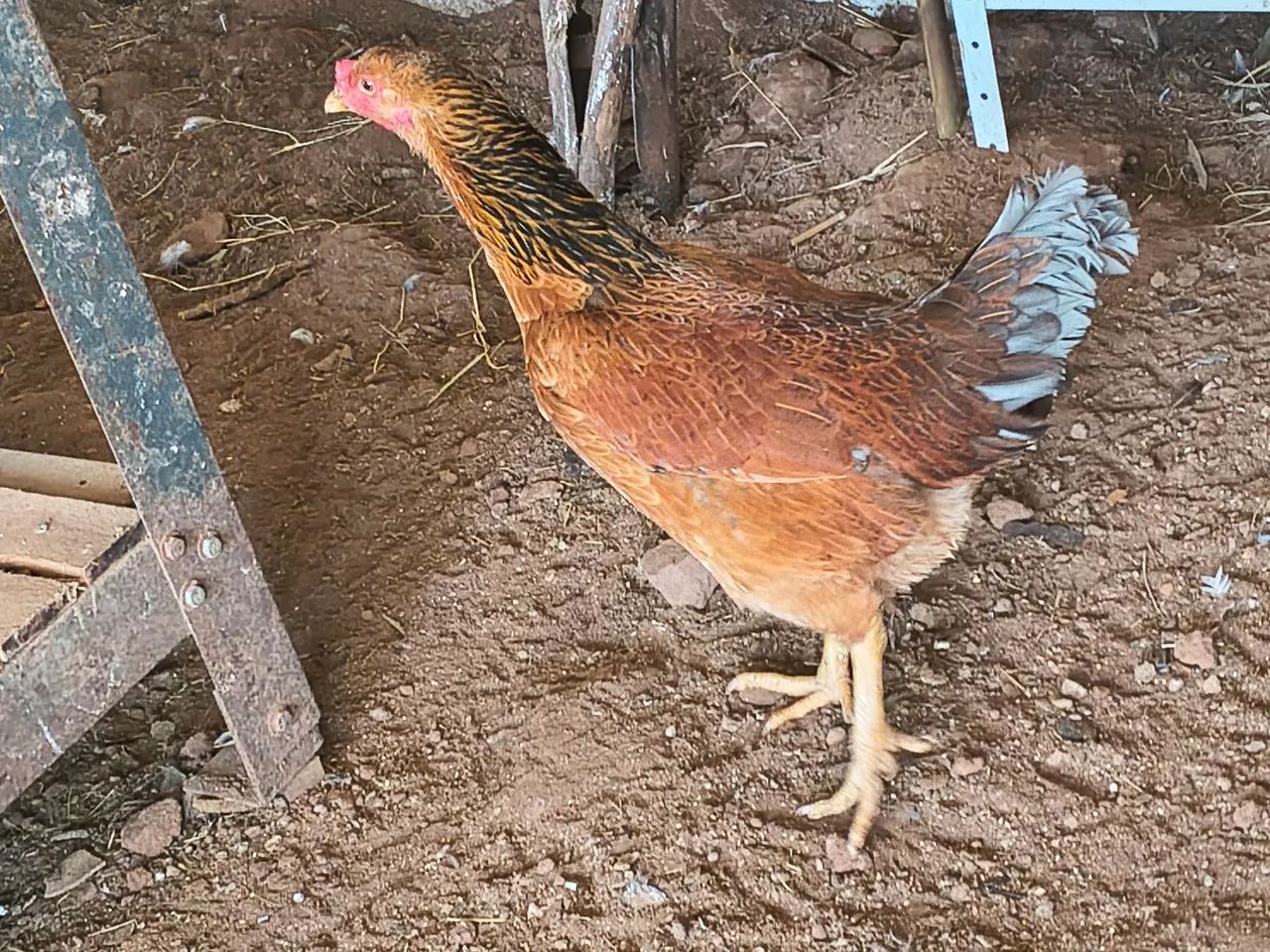 Galinha  - Foto 4