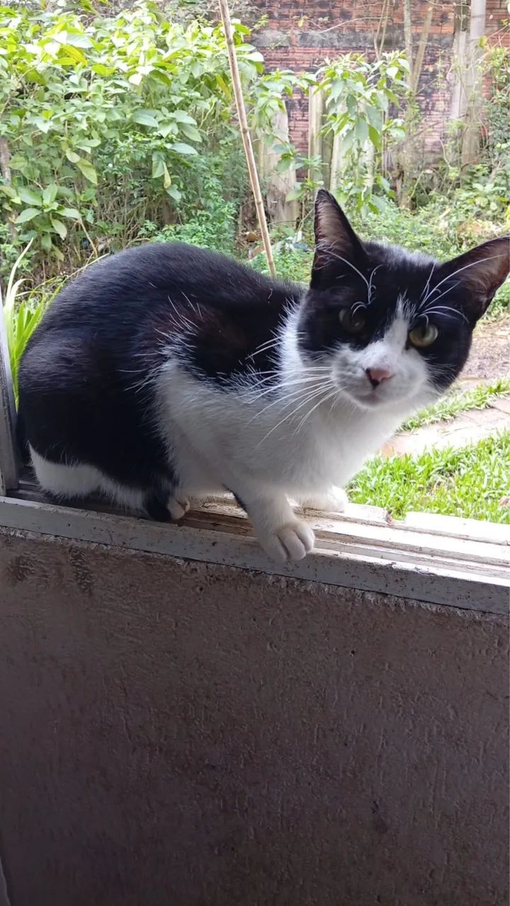 Doação gata