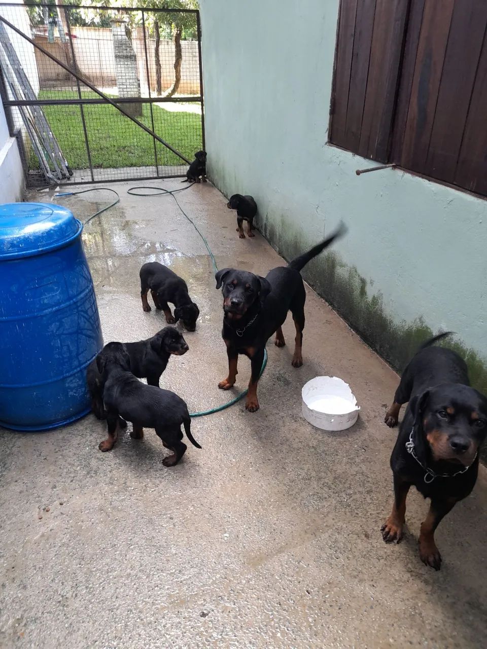 Cachorros  - Foto 2