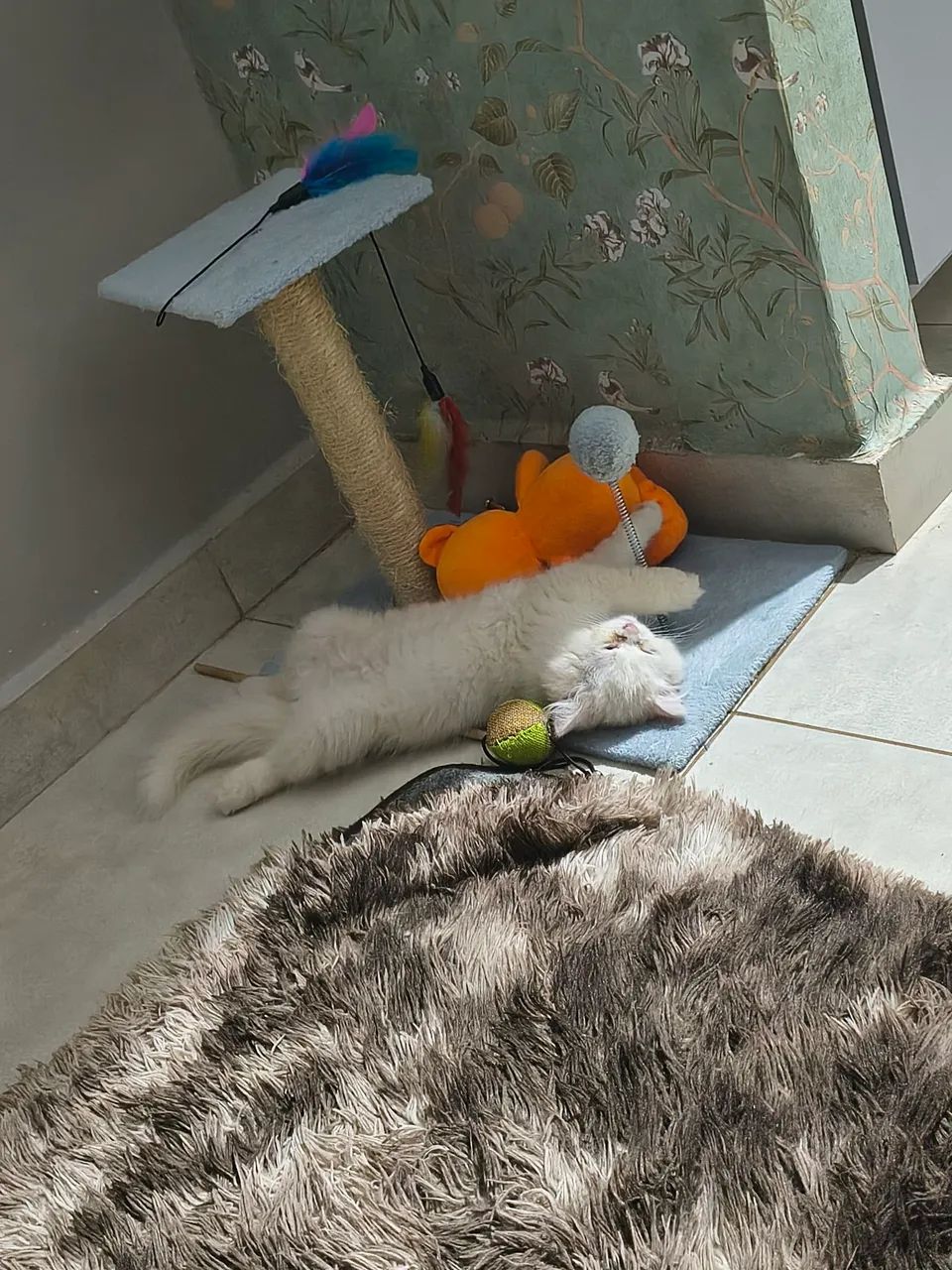 GATO PERSA PERDIDO  - Foto 3