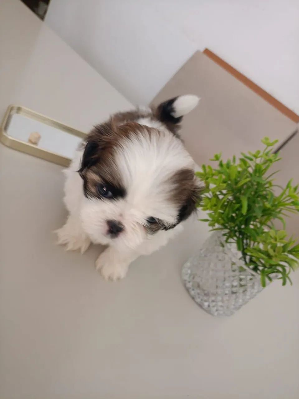 Mini Shitzu  - Foto 3