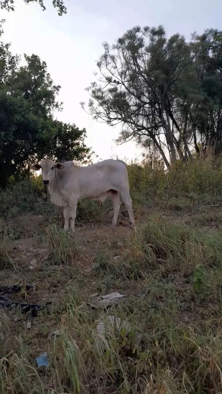 Vendo gado  - Foto 4