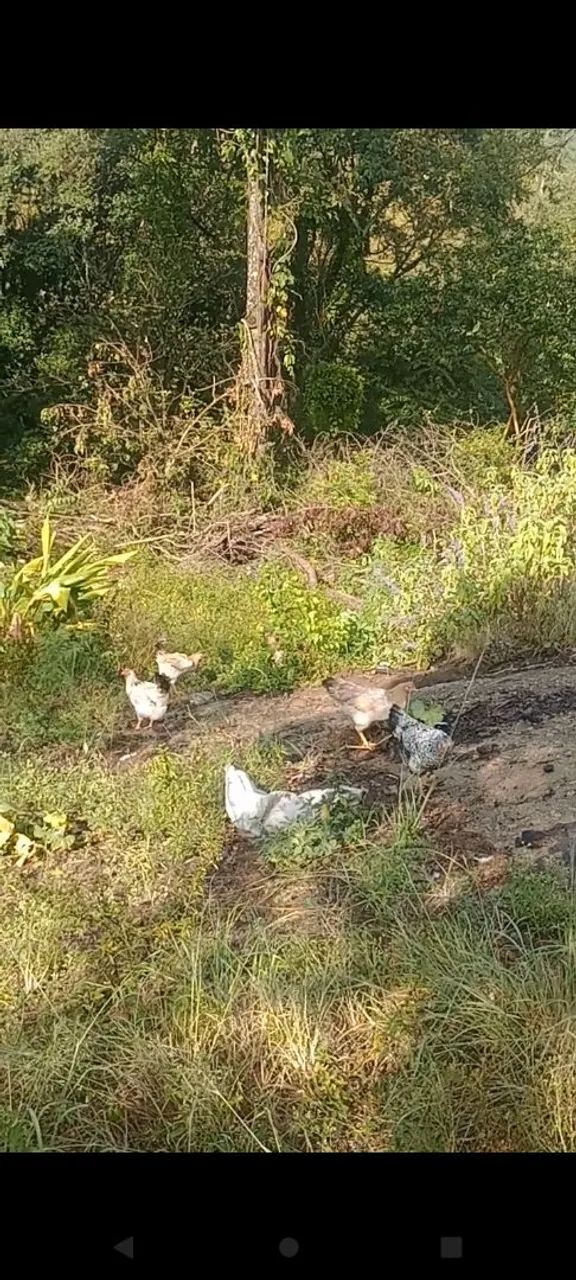 Galinha caipira  - Foto 4