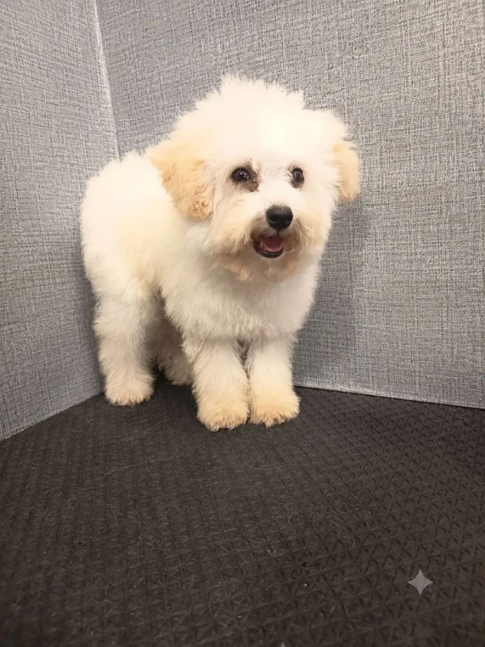 Poodle macho - Foto 2