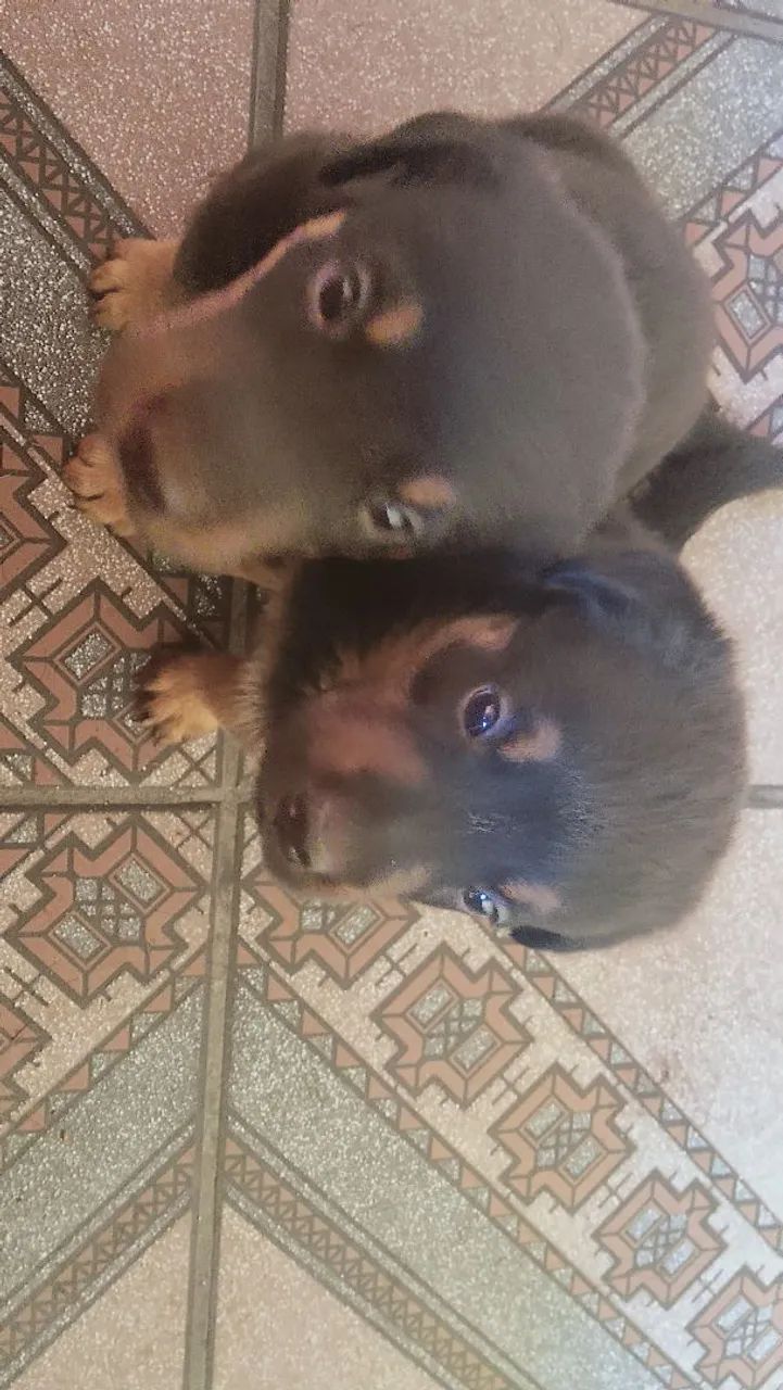 Cachorro wothivailer - Foto 2