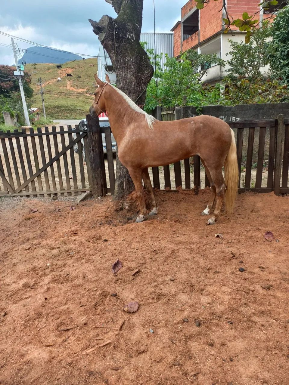 Égua  - Foto 4
