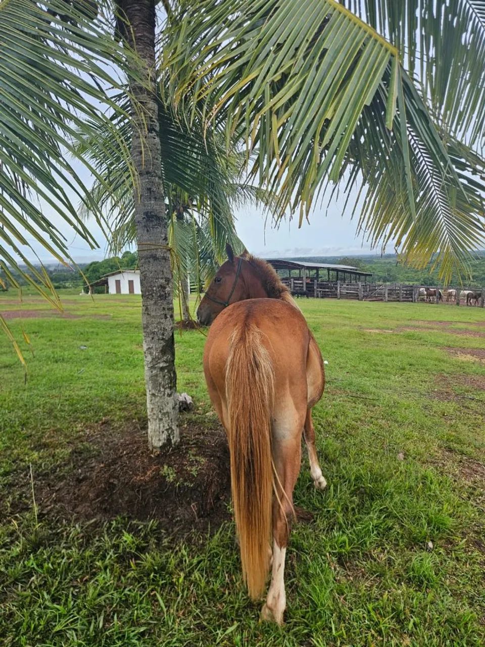Potro Quarto de Milha (Qm) - Foto 4