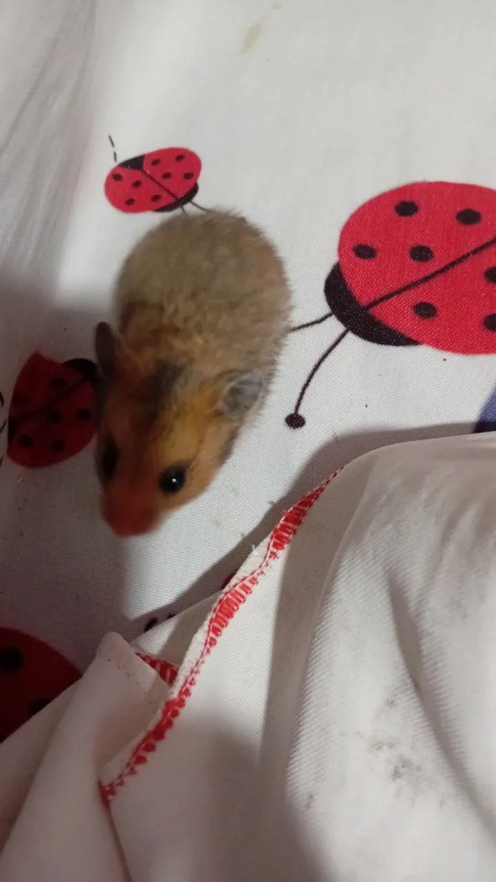 Hamster  - Foto 5