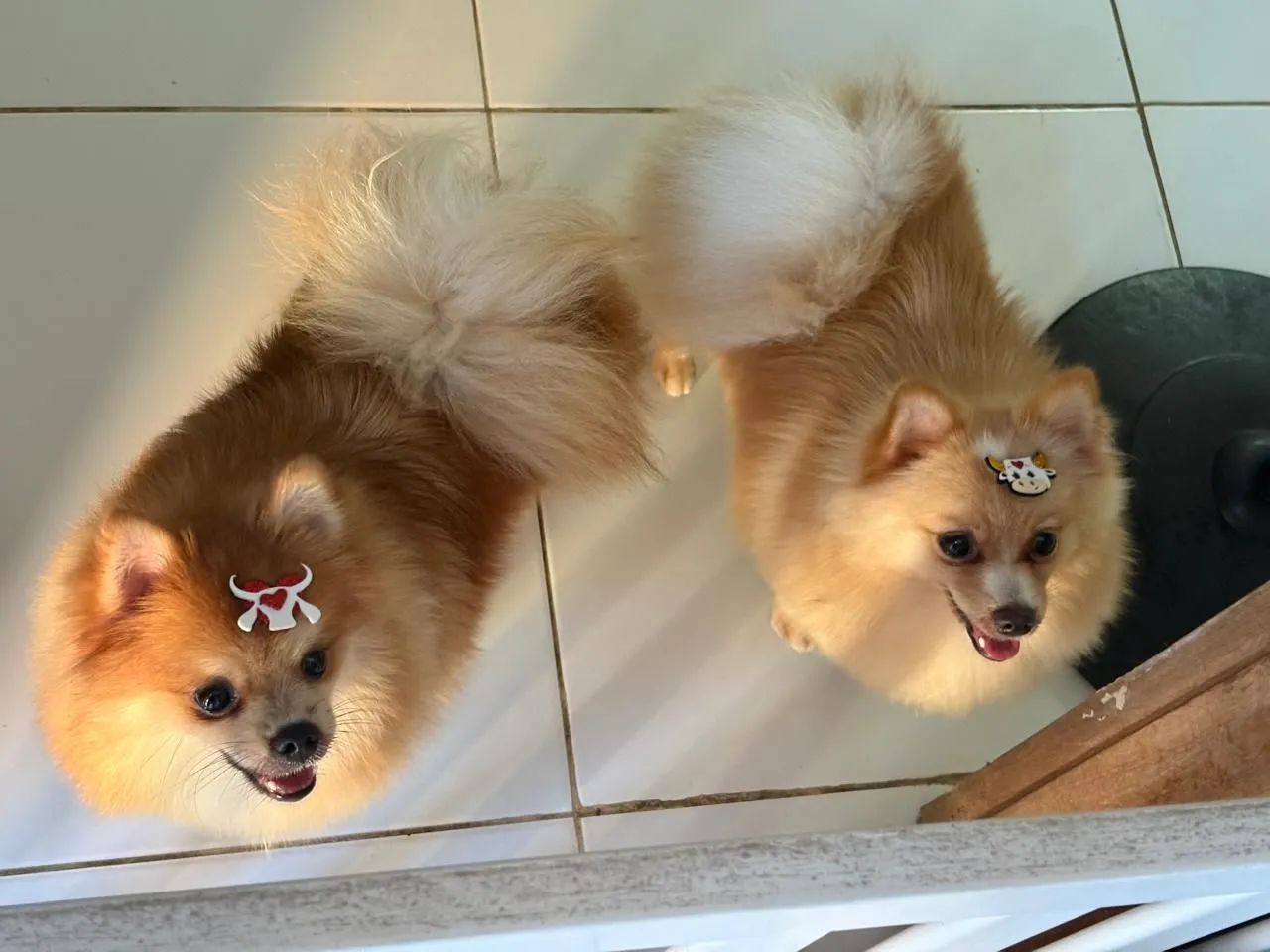 Spitz macho - Foto 2
