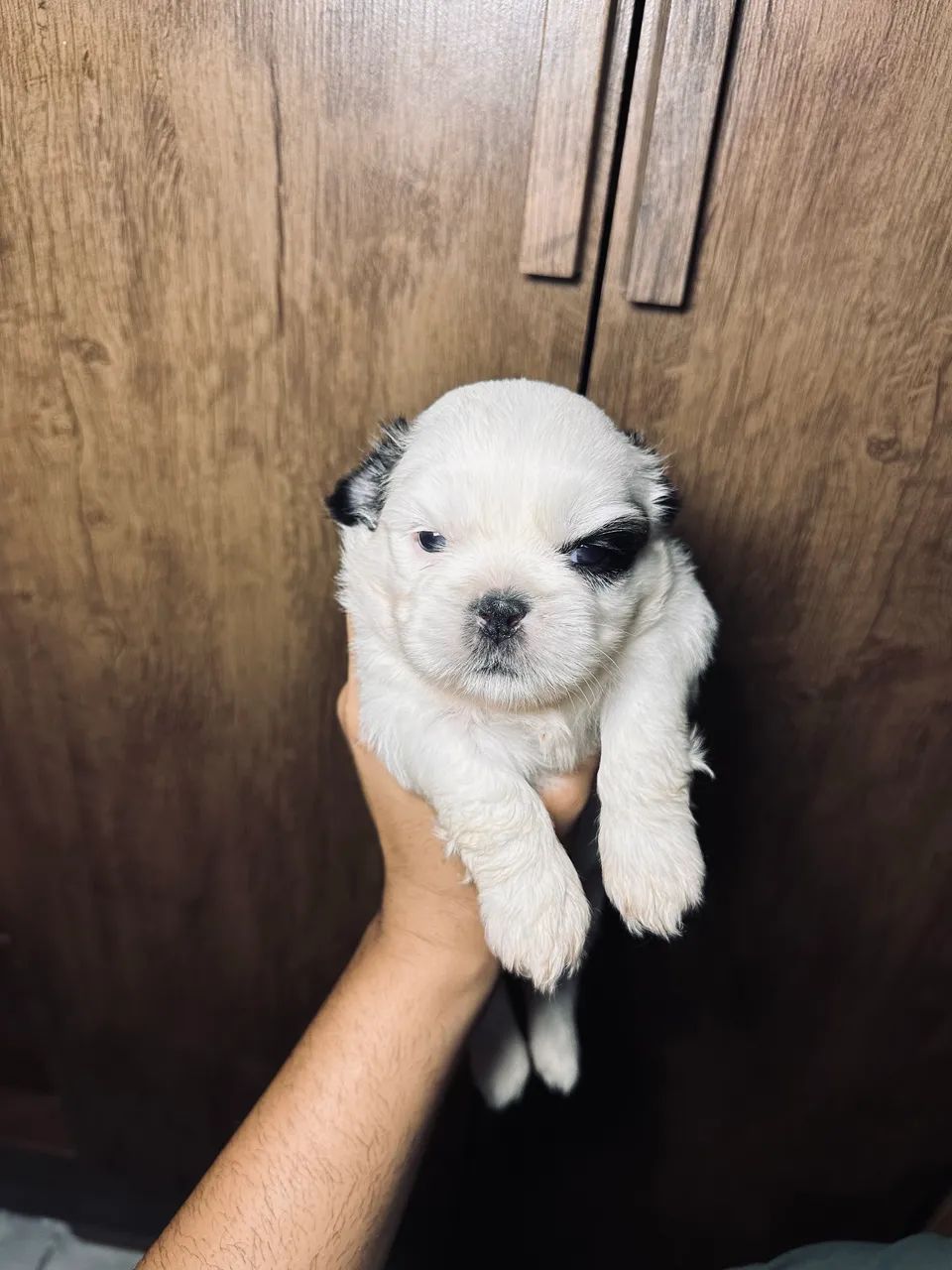 Cachorro  - Foto 3
