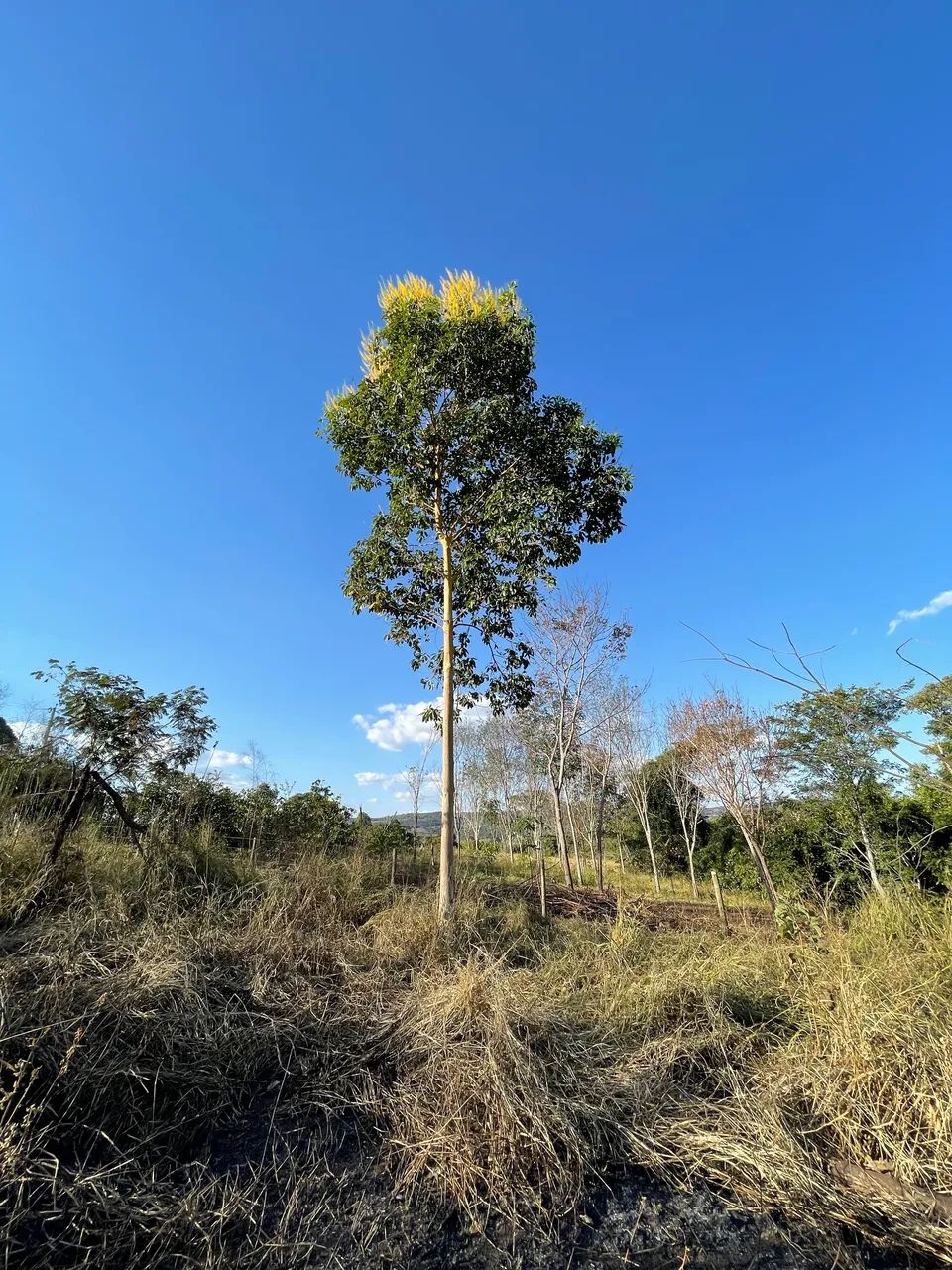 OPORTUNIDADE TERRENO PIRENÓPOLIS  - Foto 3